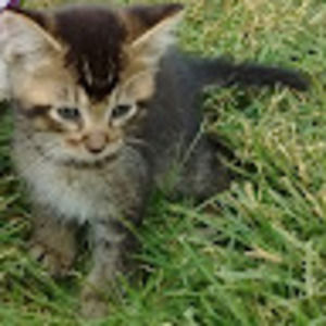 Meet your Posher, Neverland